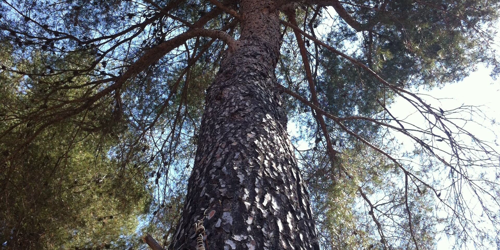 Nature holiday - wooded campsite South of France