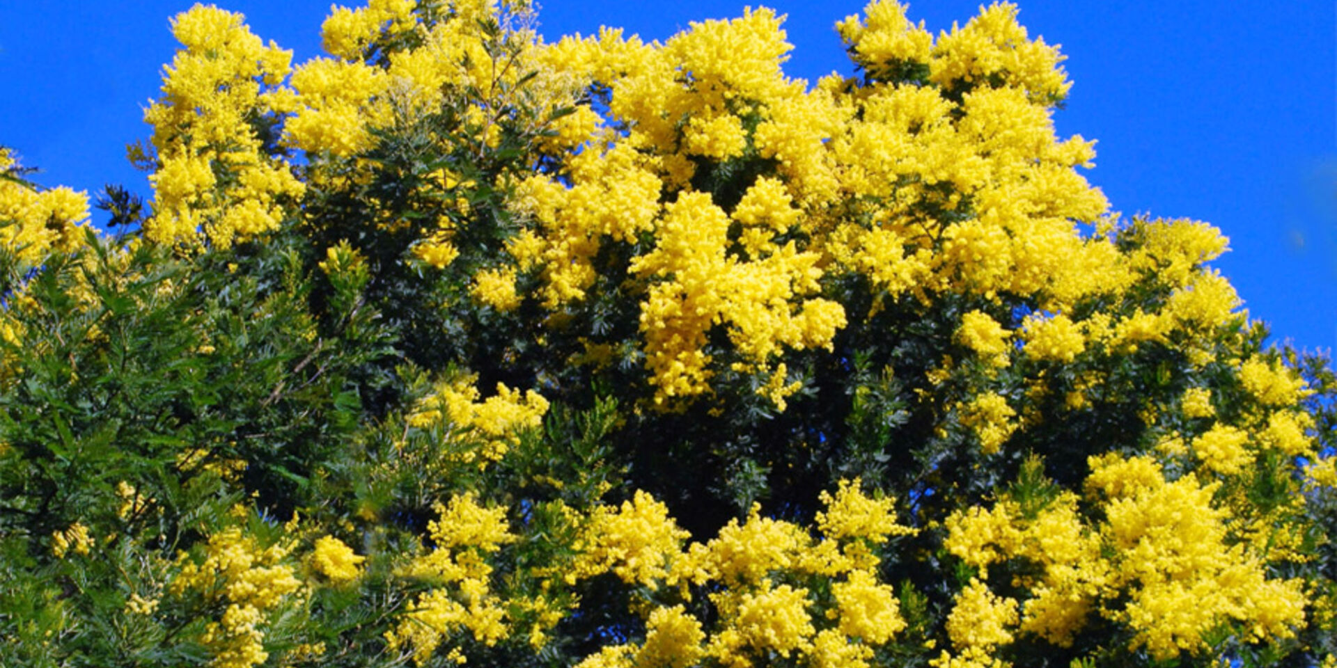 A flower-filled nature holiday at a campsite near Bormes-les-Mimosas