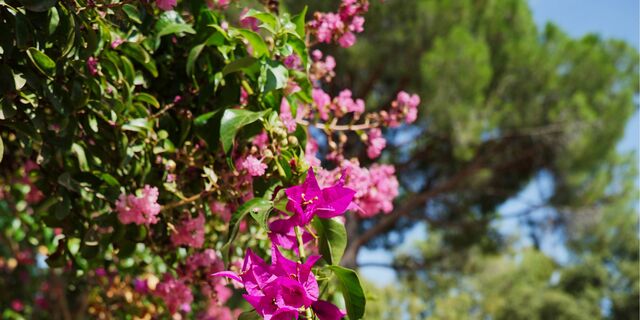 Culture at the Campsite: our Botanical Tour!