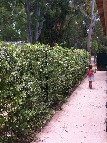 Discover the heady perfume of Star jasmine along the campsite's pathways