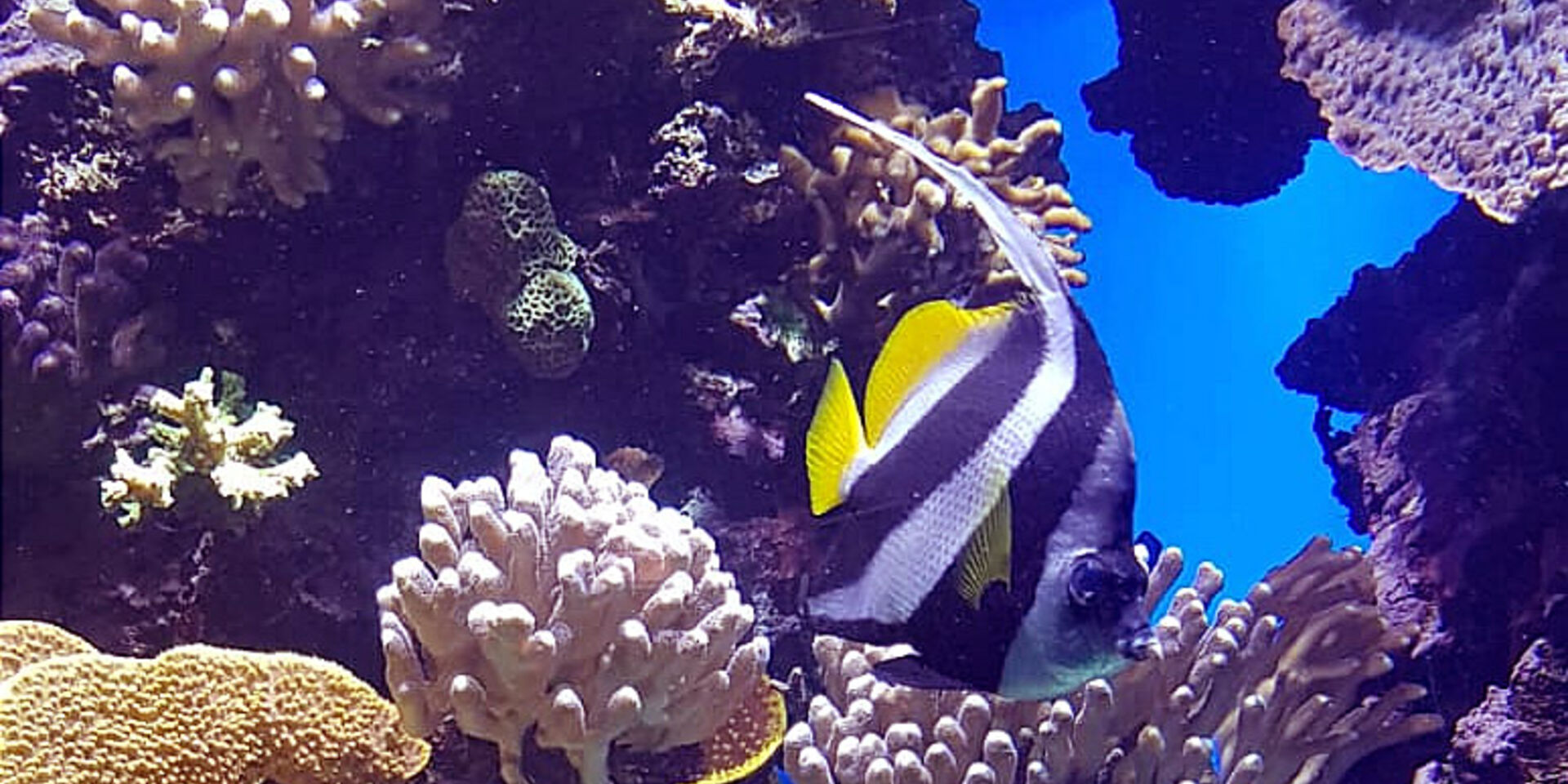 Corals at the Oceanographic Museum of Monaco