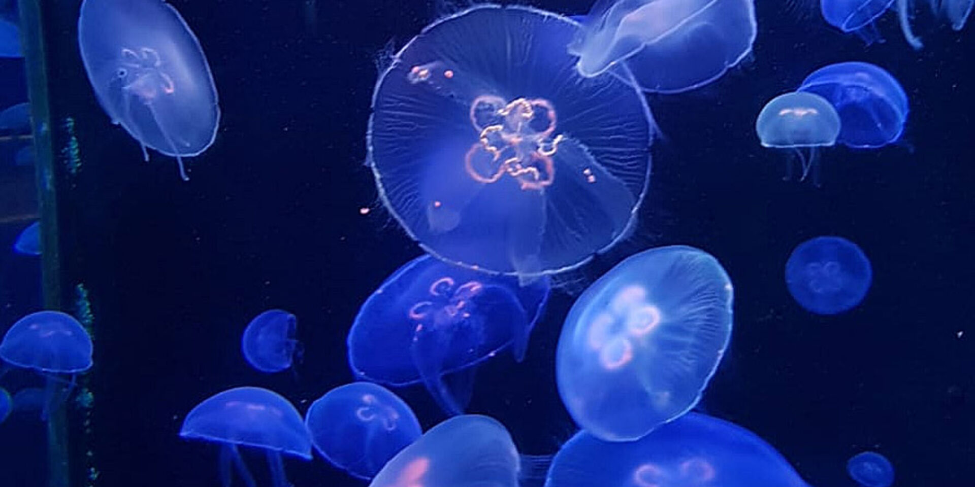 Jellyfish at the Oceanographic Museum of Monaco