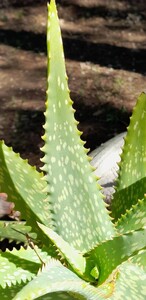 Speckled Aloe at the campsite