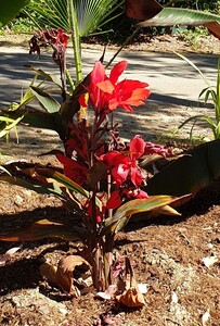 Canna Lily (Heliconia)