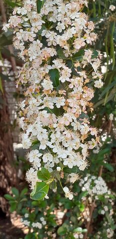 Firethorn (Pyracantha) at the campsite in the Provence