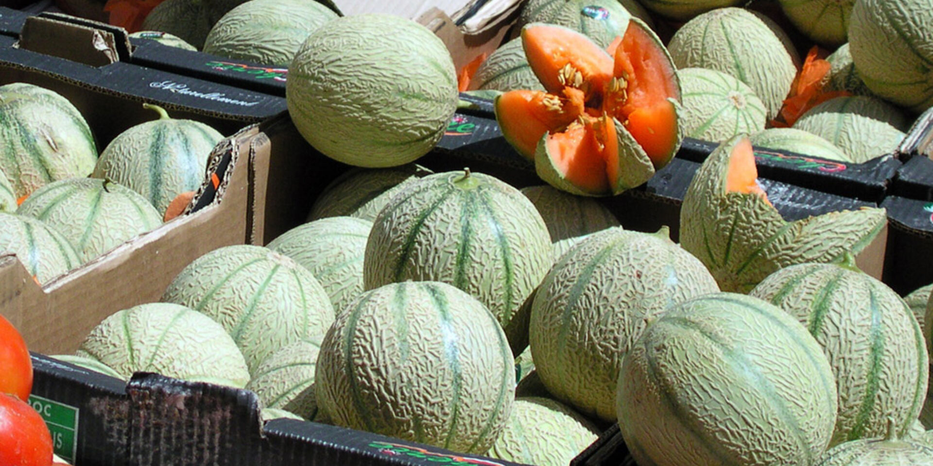 Melon for your camping holiday at Les Jardins de La Pascalinette®