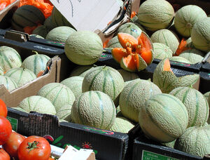 Melon for your camping holiday at Les Jardins de La Pascalinette®