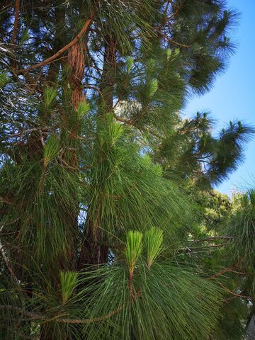 Canary Island pine at our eco-friendly campsite