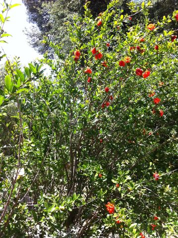 Pomegranate trees at the campsite
