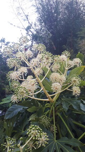 Tetrapanax Papyrifer (Rice paper plant)