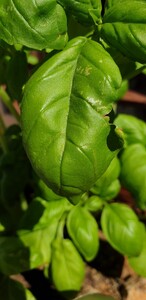 Basil