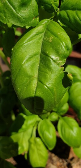 Basil