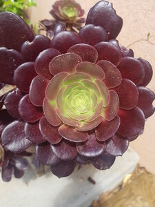 Purple tree aeonium