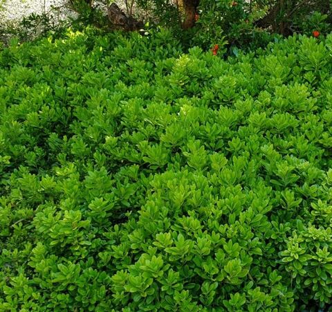 Dwarf Japanese pittosporum: a voyage around the world from the comfort of your favourite campsite!