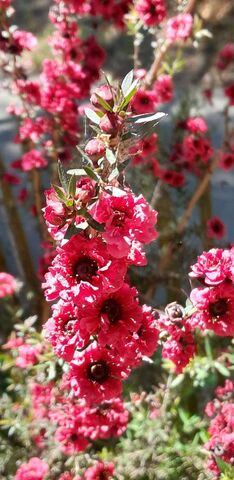 Another piece of New Zealand at our campsite in the Var, French Riviera-Côte d'Azur: the manuka tree