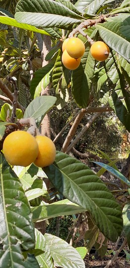 Japanese Medlar