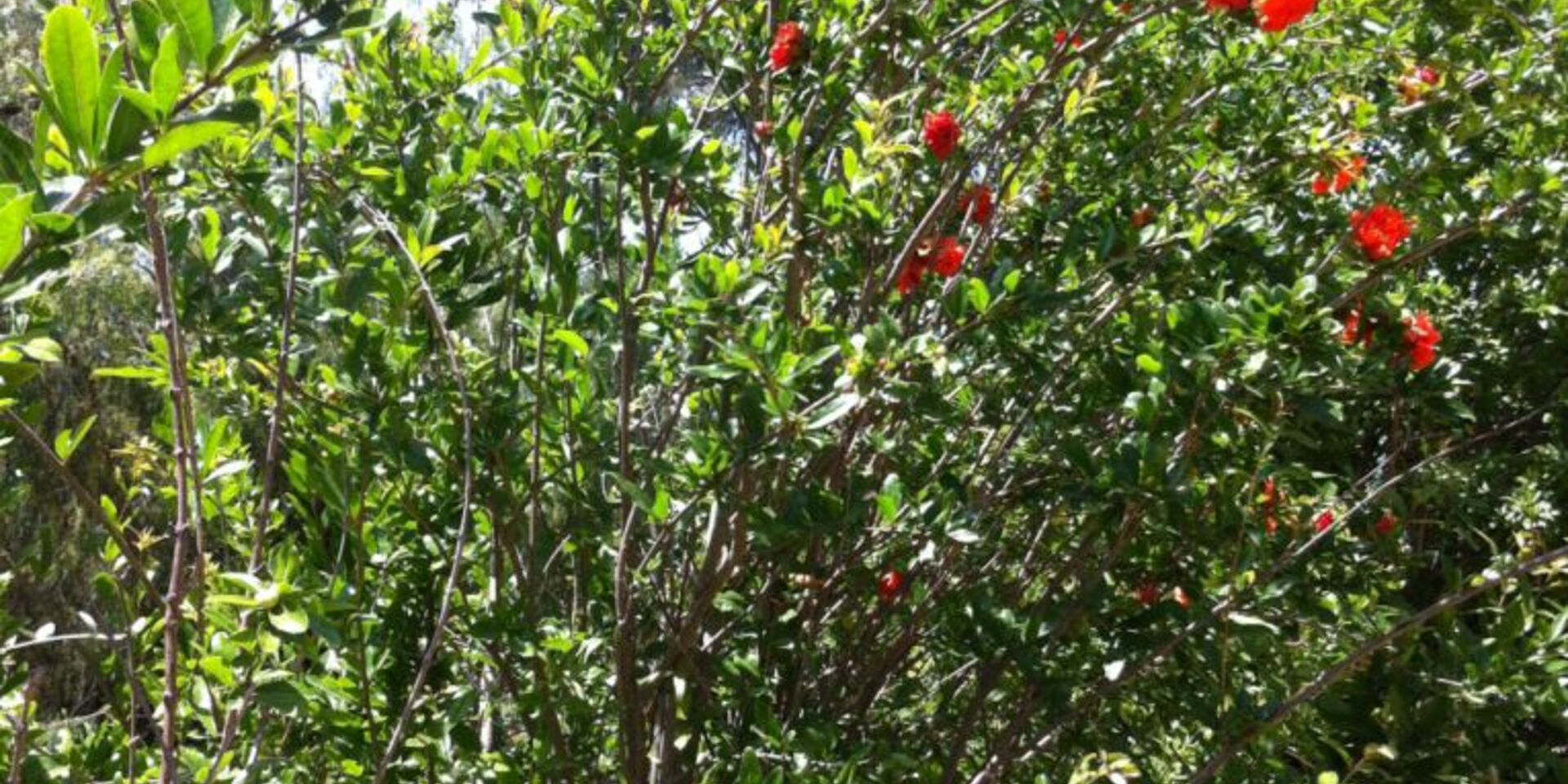 Mediterranean vegetation - wooded campsite