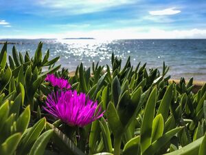 Seaside campsite in La Londe les Maures