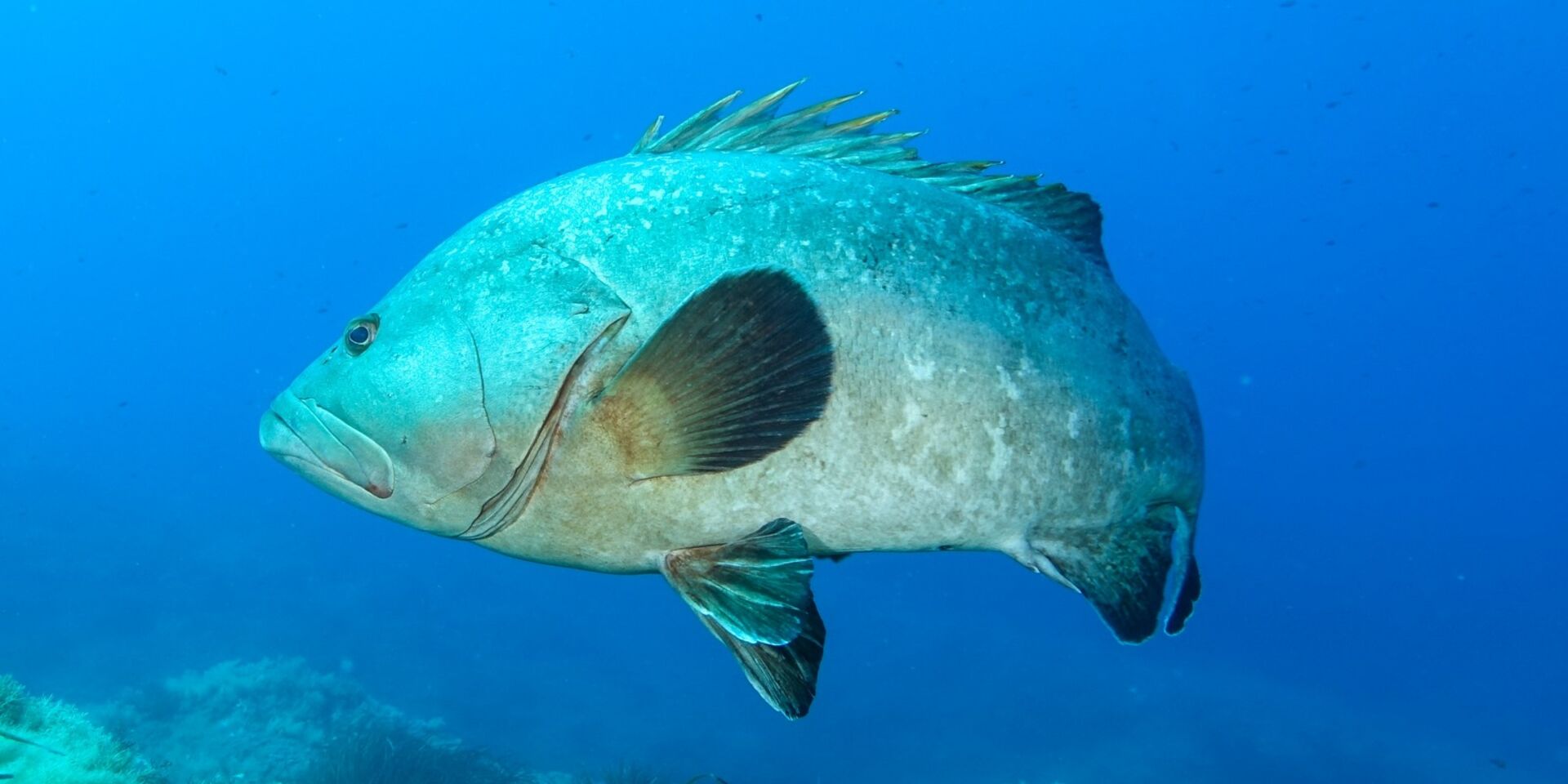 Scuba diving in the Mediterranean