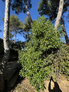 Camphor tree