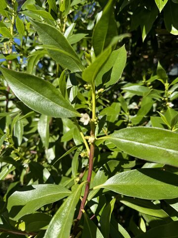 A camphor tree at our campsite in the Var