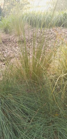 Blue Fescue in the flowerbeds of our four-star campsite Les Jardins de La Pascalinette