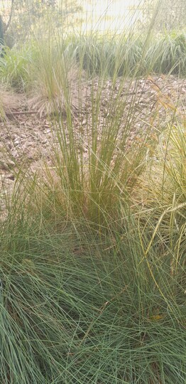 Blue Fescue