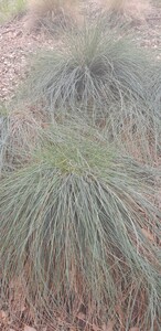 Blue Fescue