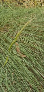 Blue Fescue