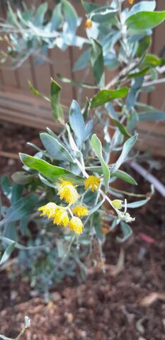 Acacia podalyriifolia, the little brother of the mimosa tree