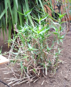 Climbing Aloe