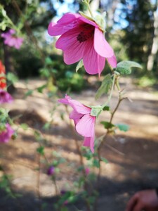 Anisodontea capensis